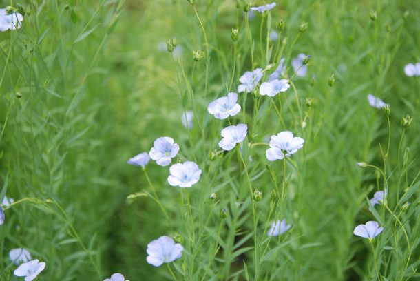 Blommande lin
