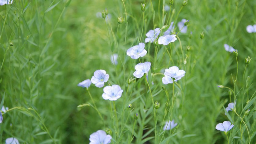 Blommande lin