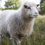 Får