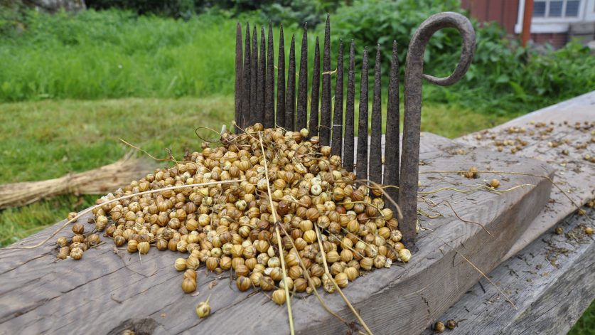 Frörepa linberedning