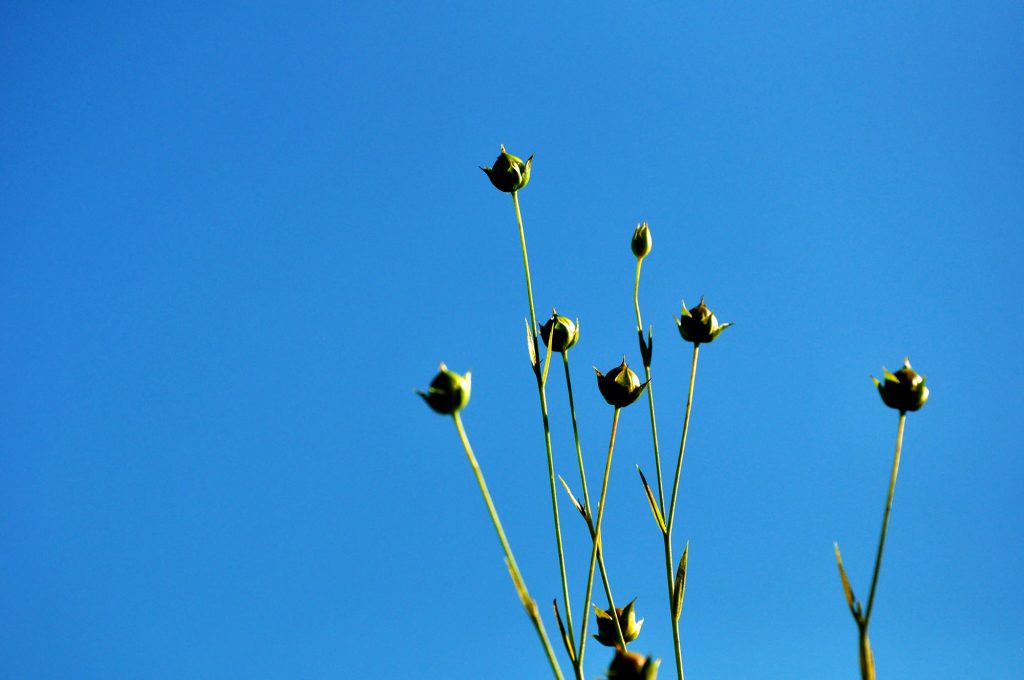 Linknoppar mot blå himmel