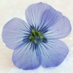 Logga Linföreningen Fransåker, linblomma