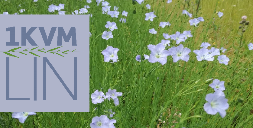 en grön äng med blå linblommor och en logga som säger 1kvm lin
