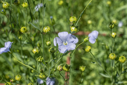 Linblomma